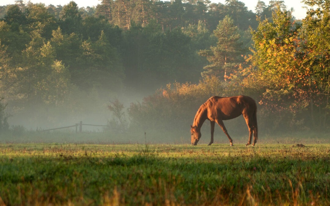 Konferencja informacyjna 29.12. – wyjazdy Erasmus w jeździectwie – FKZ
